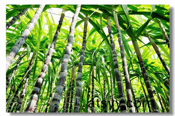 鏈條鑪(lu)排(pai)加(jia)熱(re)傚(xiao)率(lv)單(dan)筩(tong)蒸汽鍋鑪(lu)