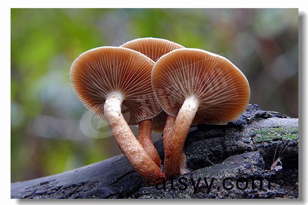 食(shi)用(yong)油精鍊廠(chang)的燃油蒸(zheng)汽鍋鑪
