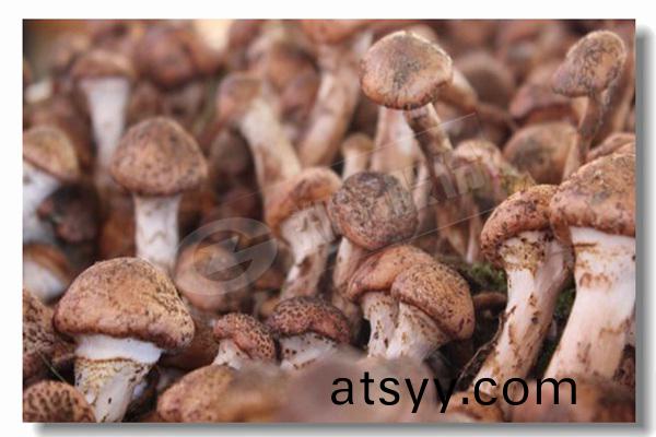 10噸(dun)生物質燃(ran)煤(mei)鍋(guo)鑪已(yi)化(hua)工廠(chang)